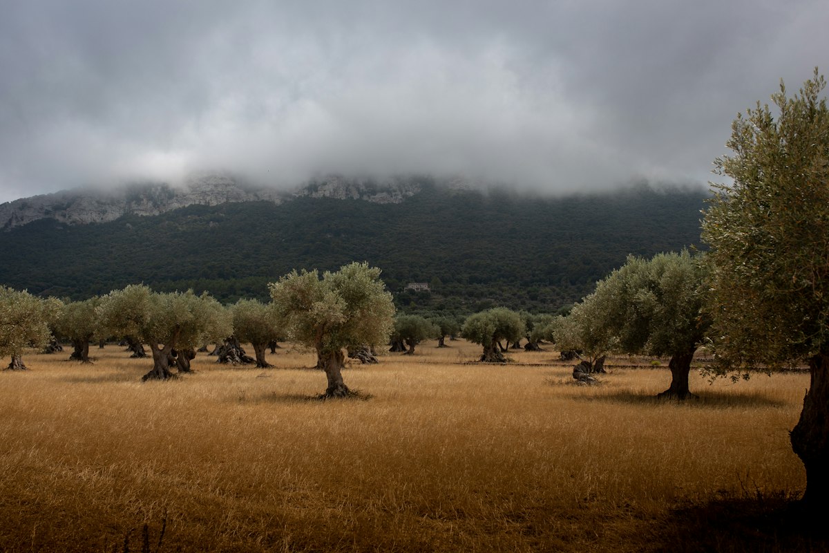 Olivos en una finca rústica de Ceuta